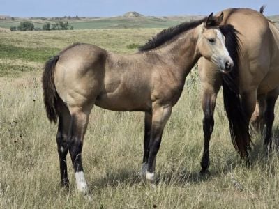 Whiskey Up Asia JW <BR>AQHA 6494226